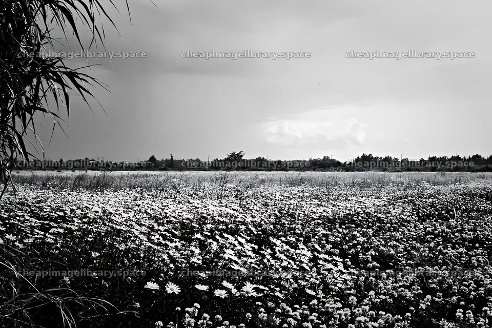 Saga floodplain meadow with reed foreground and flowers – image library 9722x6480