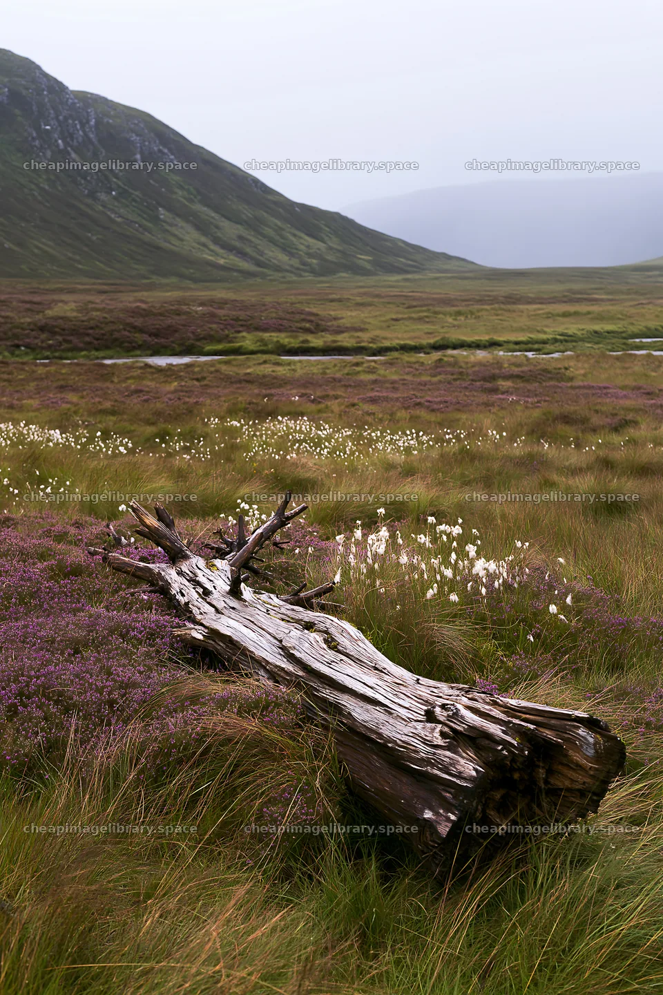 Weathered log in a grassy meadow with purple heather – image library 6480x9722