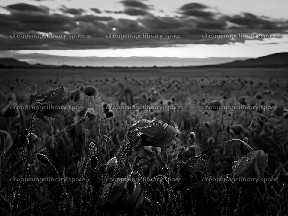 Dewy meadow filled with bright red poppy flowers at dawn – image library 9172x6868
