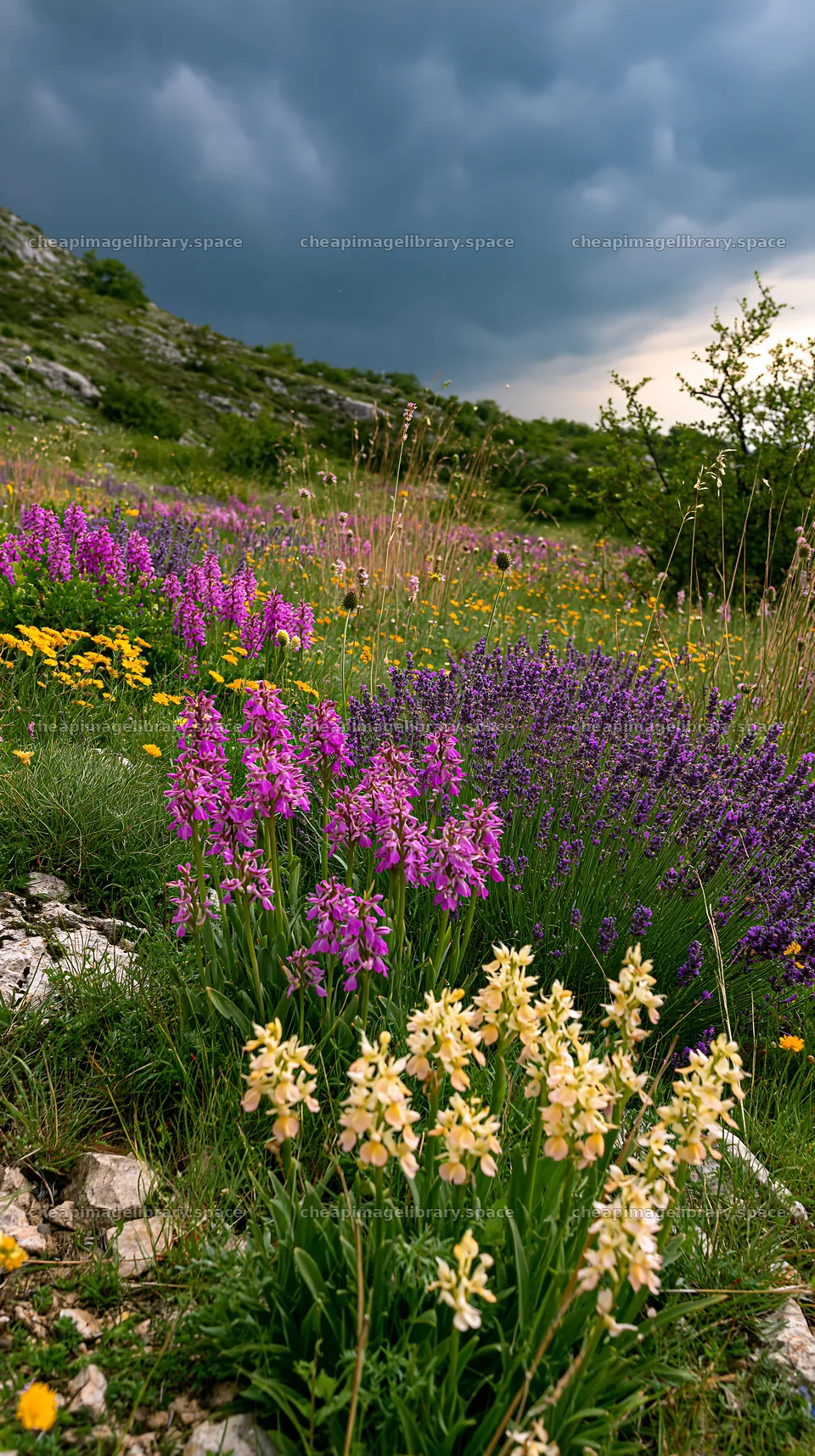 Colorful orchid meadow under a cloudy sky – image library 5938x10608