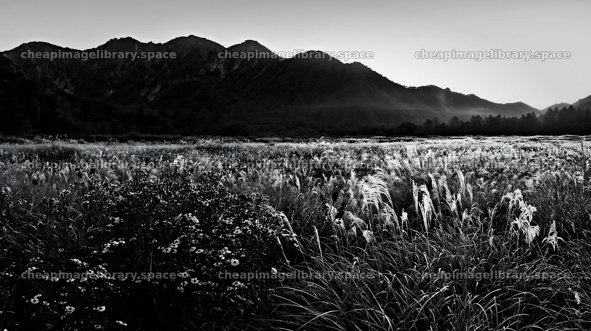 Biodiverse Nagano silver grass meadow dew at sunrise – image library 10608x5938