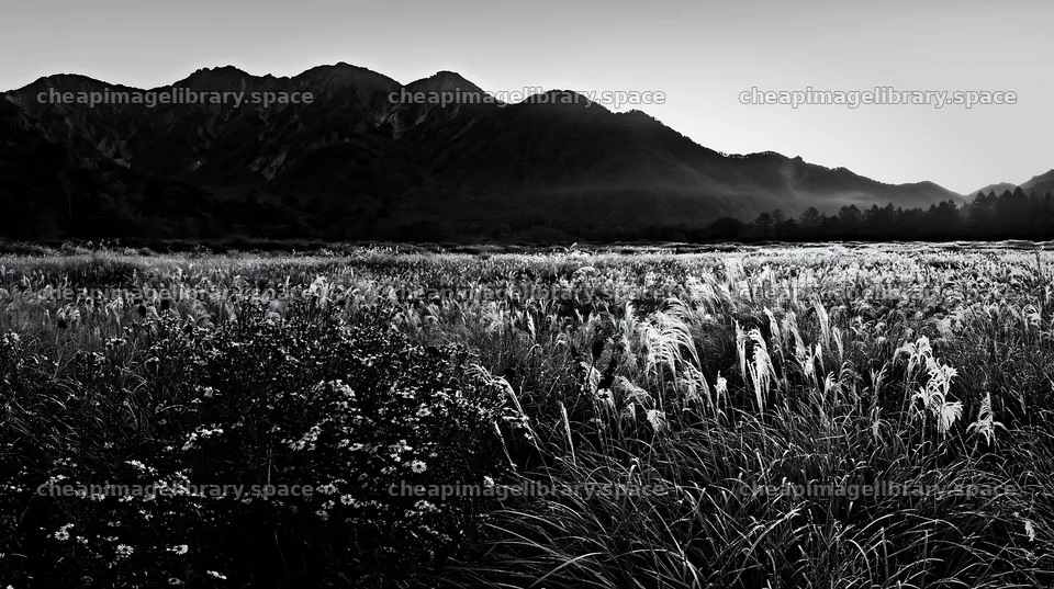 Biodiverse Nagano silver grass meadow dew at sunrise – image library 10608x5938