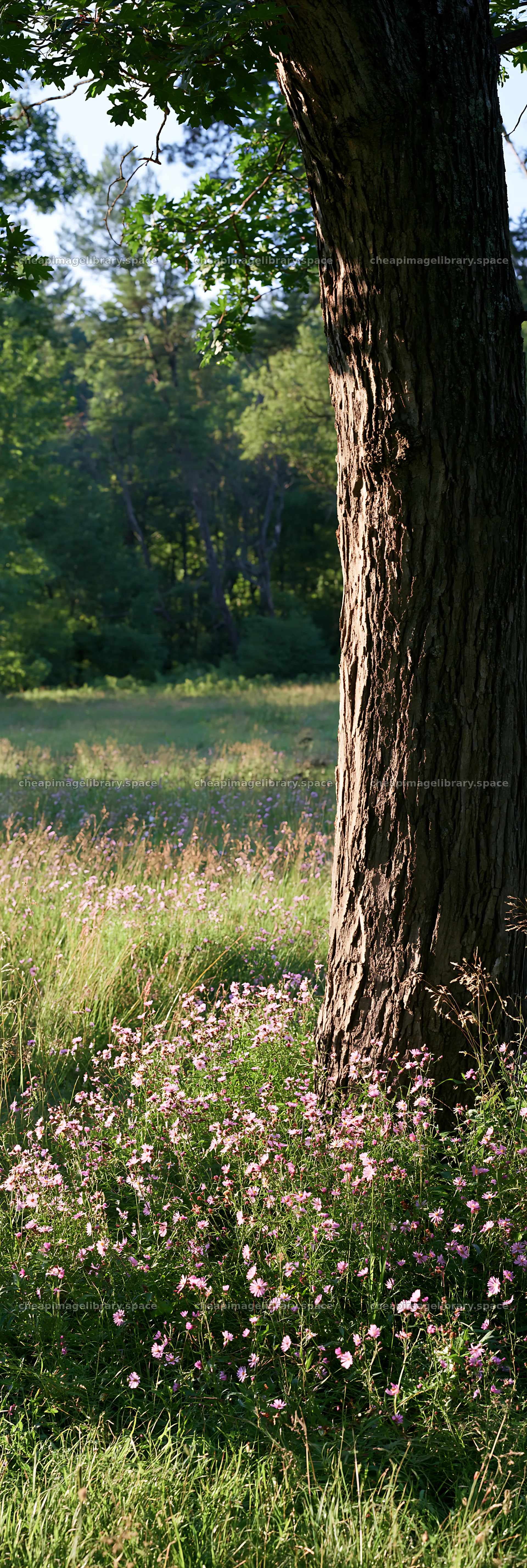 Wooded valley meadow with tree and wildflowers – image library 4602x13690