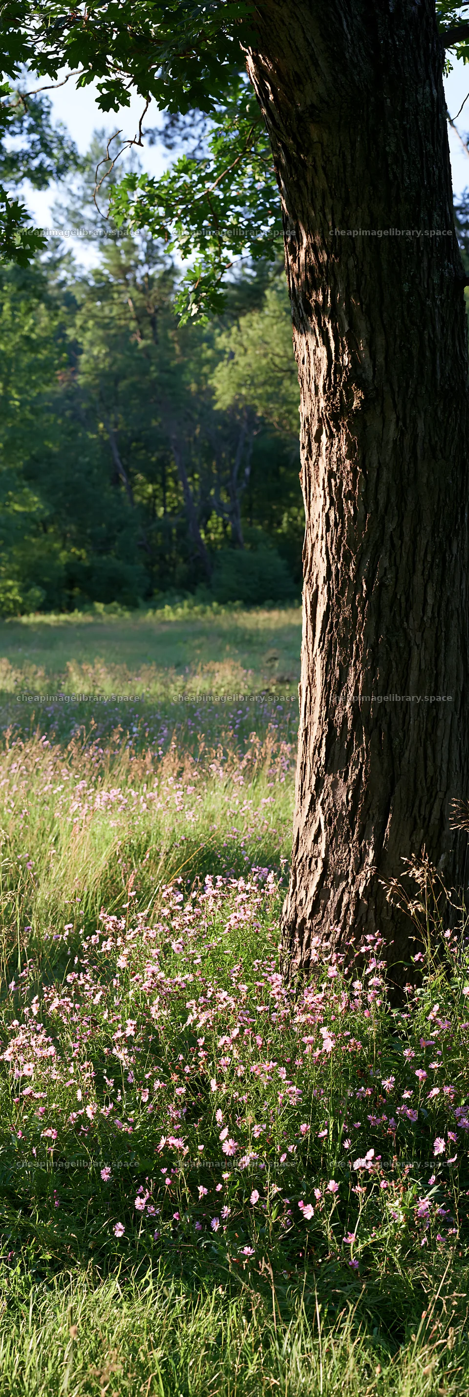 Wooded valley meadow with tree and wildflowers – image library 4602x13690
