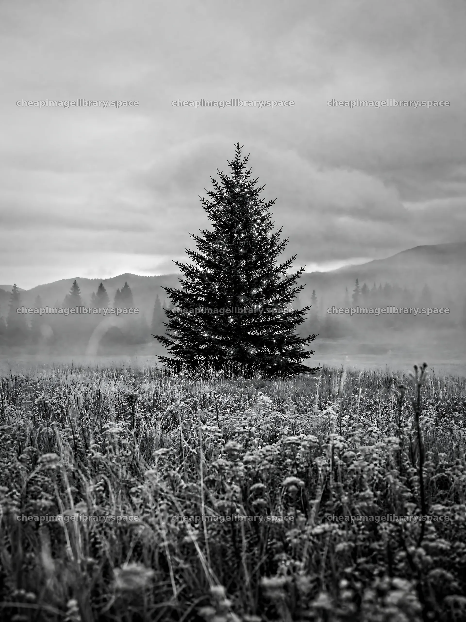 Vibrant Christmas tree in misty meadow with mountains in background – image library 6874x9166