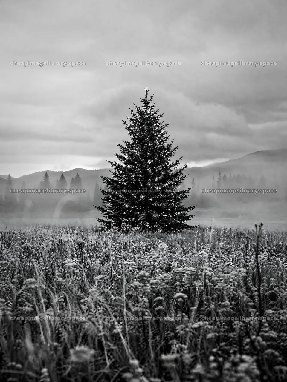 Vibrant Christmas tree in misty meadow with mountains in background – image library 6874x9166