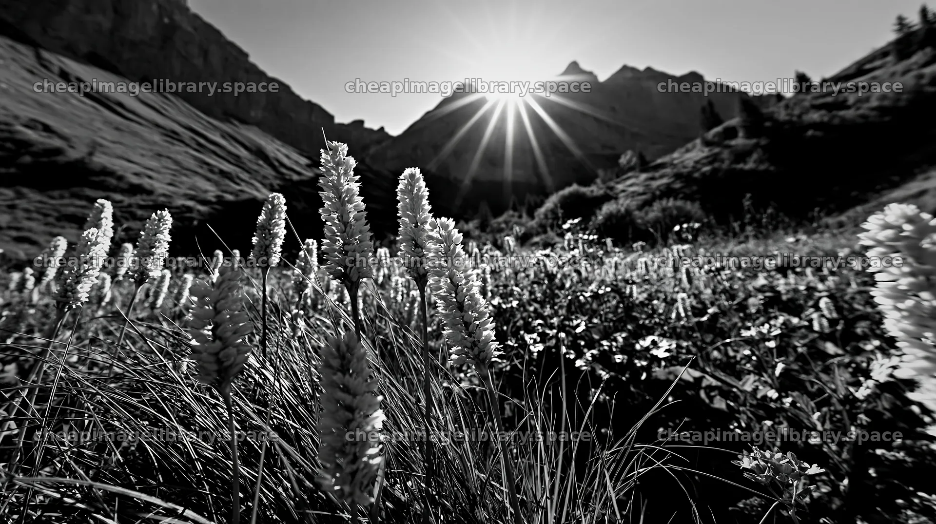 Swiss alpine meadow at sunset with flowers and mountains – image library 10608x5938