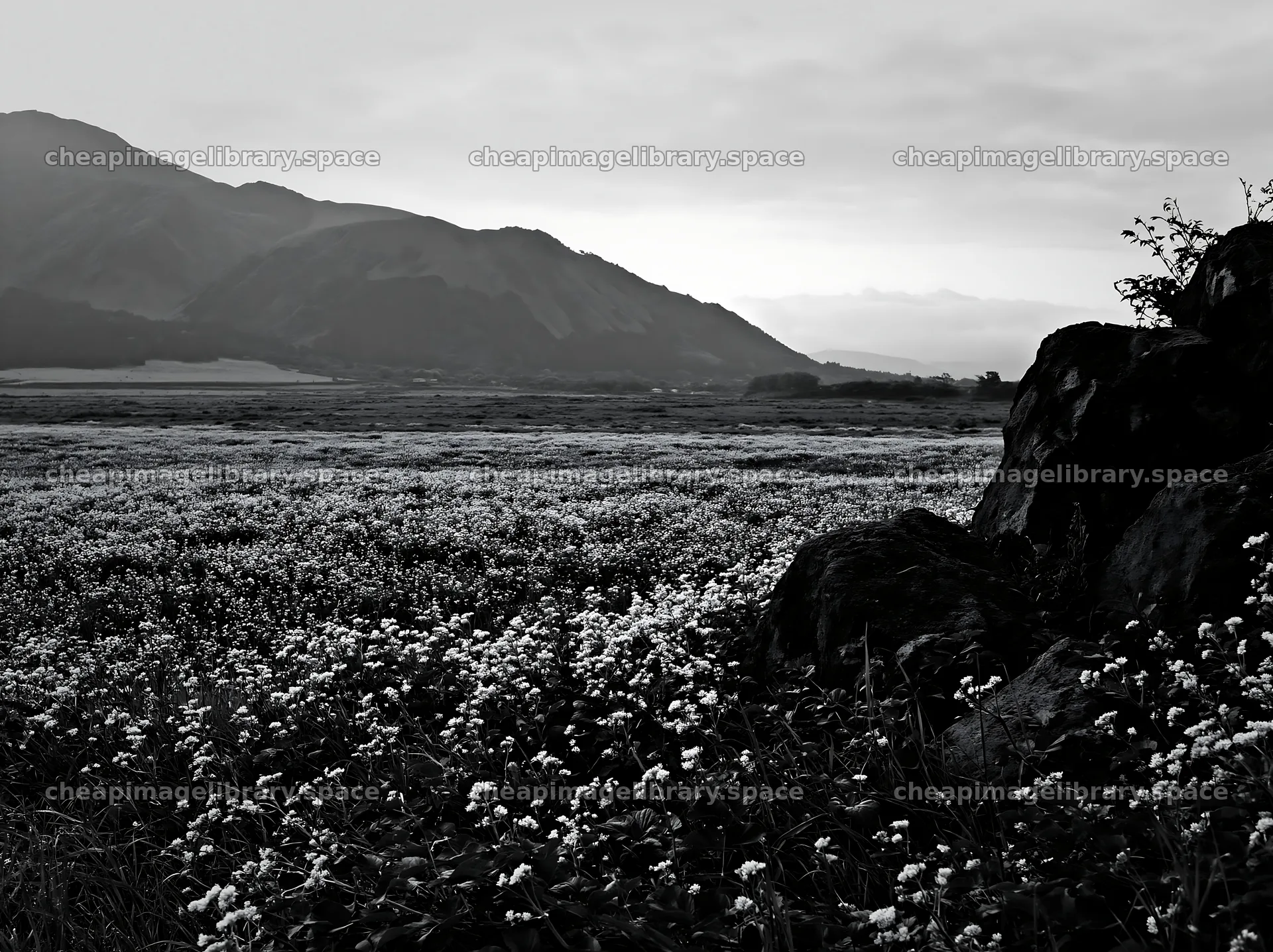 Kumamoto volcanic meadow dark rock foreground with flowers – image library 9174x6866
