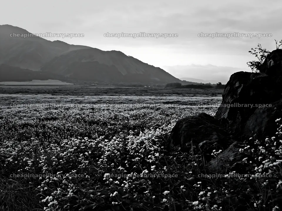 Kumamoto volcanic meadow dark rock foreground with flowers – image library 9174x6866