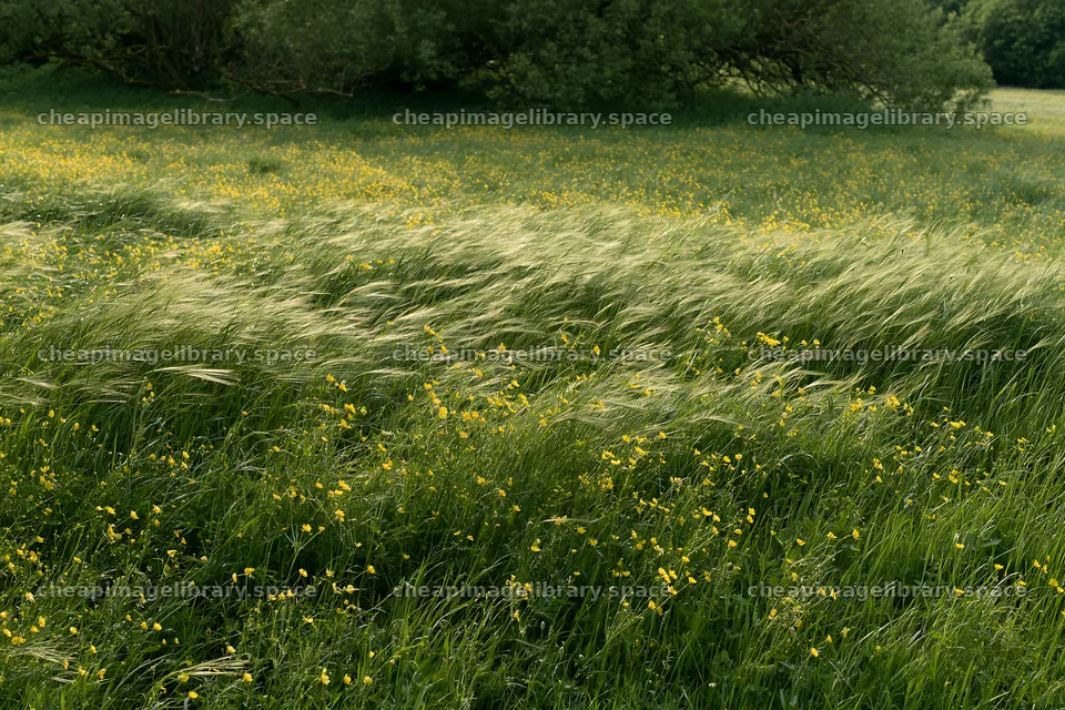 Silver dew meadow with swaying grass and flowers – image library 9722x6480