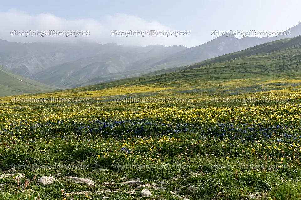 Swiss alpine meadow with vibrant wildflowers in spring – image library 9722x6480