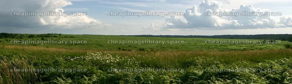 Nara summer meadow with fern foreground and grassy landscape – image library 14762x4268