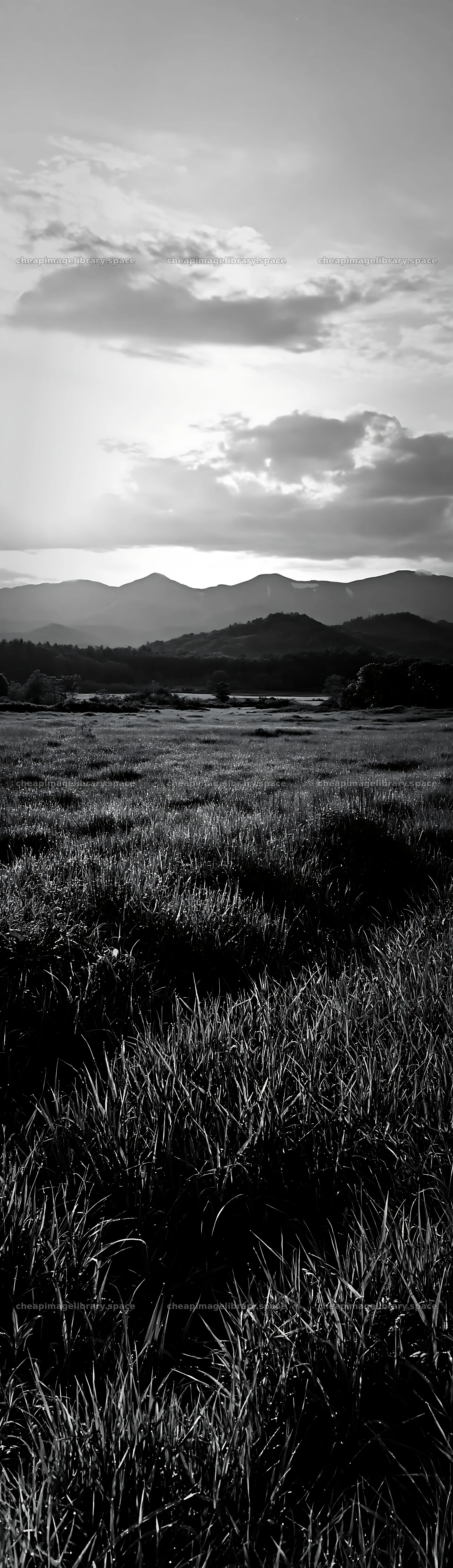 Expansive Hokkaido restoration meadow with dewdrops – image library 4268x14762