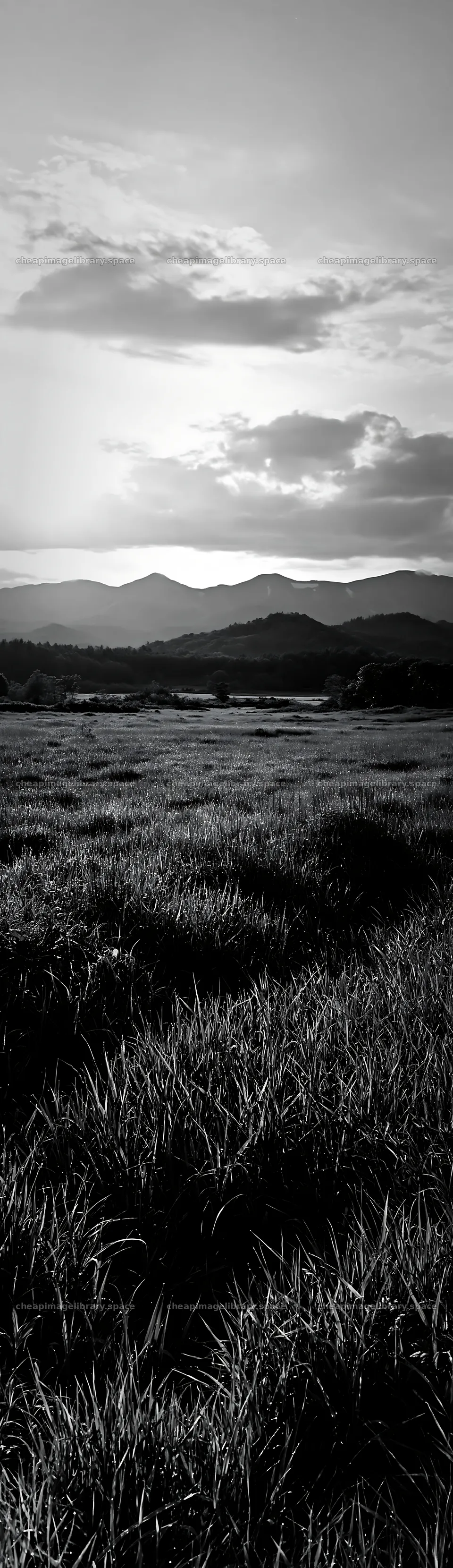 Expansive Hokkaido restoration meadow with dewdrops – image library 4268x14762