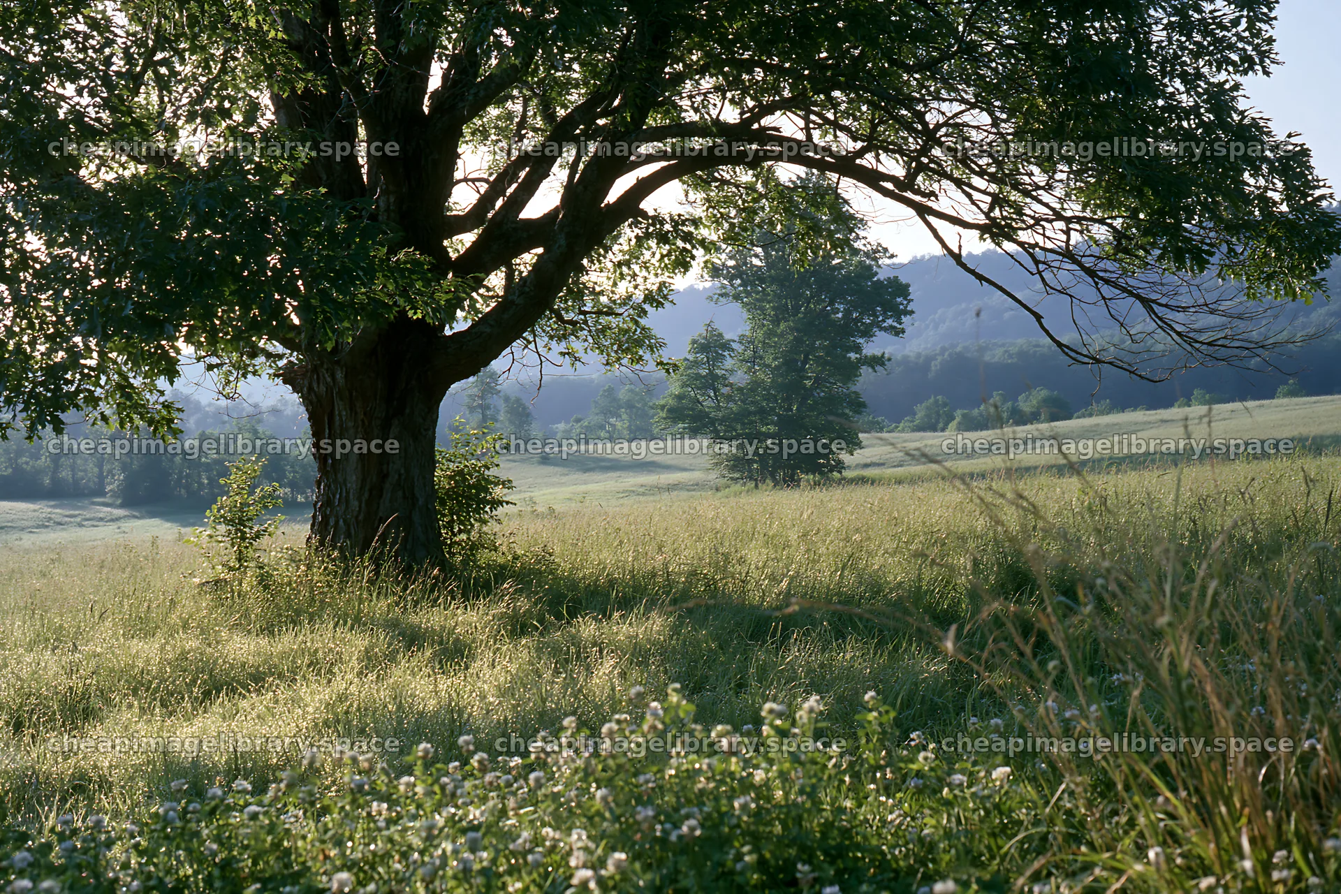 Silver dew meadow with a large tree in the foreground – image library 9722x6480