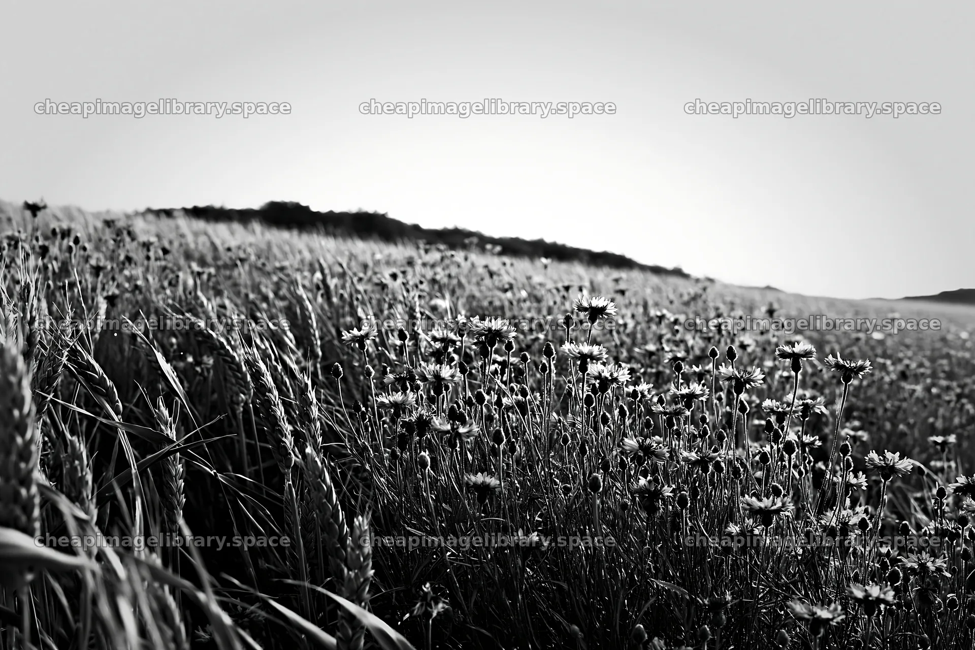 Cornflower meadow with wildflowers in black and white – image library 9722x6480