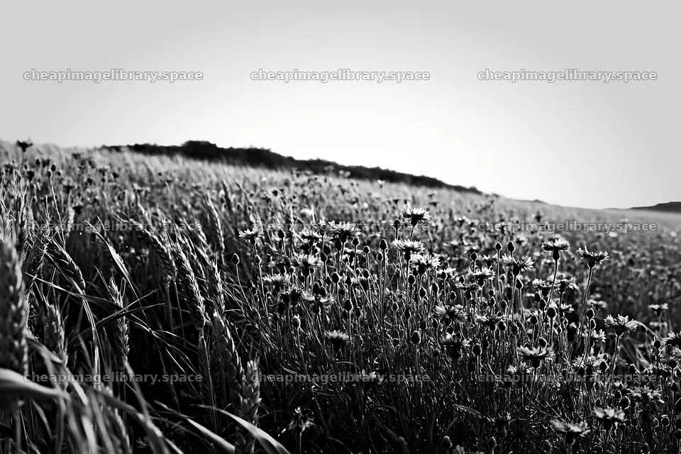 Cornflower meadow with wildflowers in black and white – image library 9722x6480