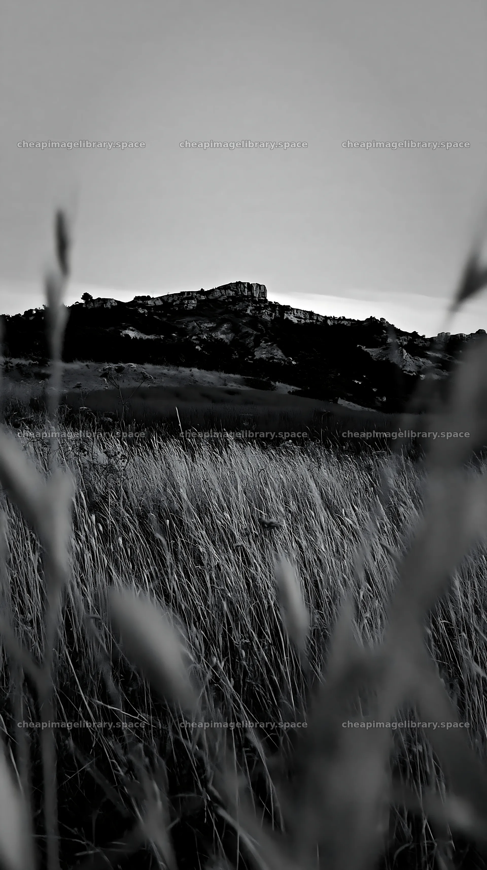 Drought-tolerant meadow with distant hills during sunset – image library 5938x10608