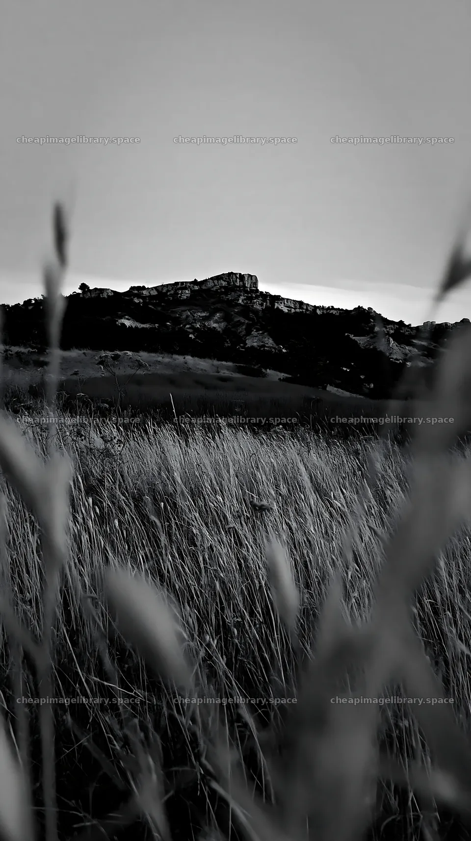 Drought-tolerant meadow with distant hills during sunset – image library 5938x10608