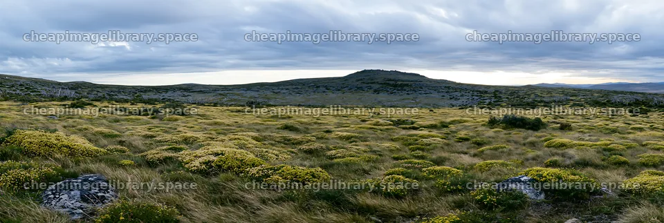 Cloudy dry flower meadow landscape in open terrain – image library 13690x4602