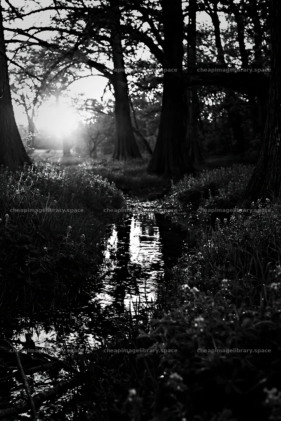 Bluebonnet meadow sunrise with trees and a stream – image library 6480x9722