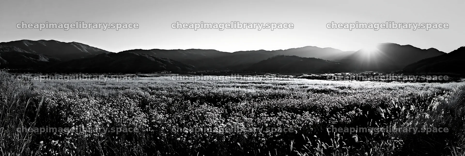 Aichi restored meadow autumn seedheads foreground – image library 13690x4602