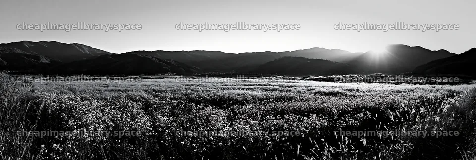 Aichi restored meadow autumn seedheads foreground – image library 13690x4602