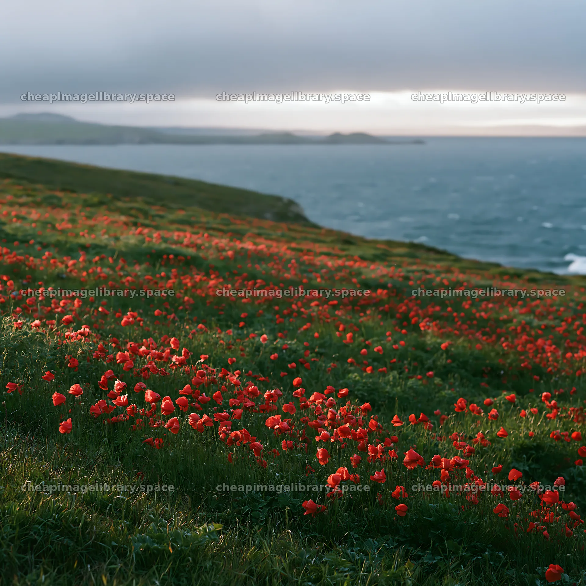 Coastal cliff meadow with blooming flowers by the sea – image library 7938x7938