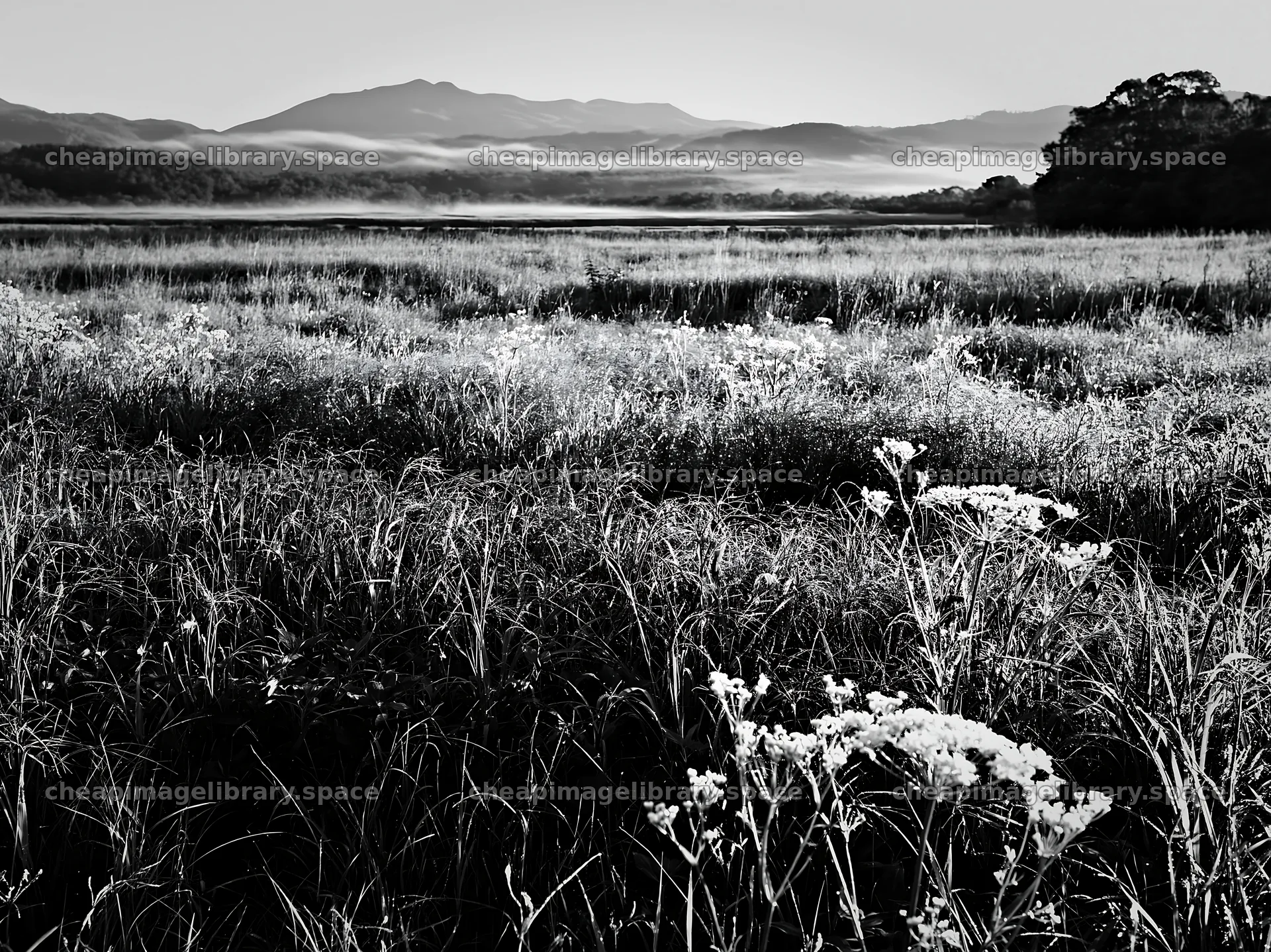 Expansive Hokkaido restoration meadow with dewdrops – image library 9174x6866