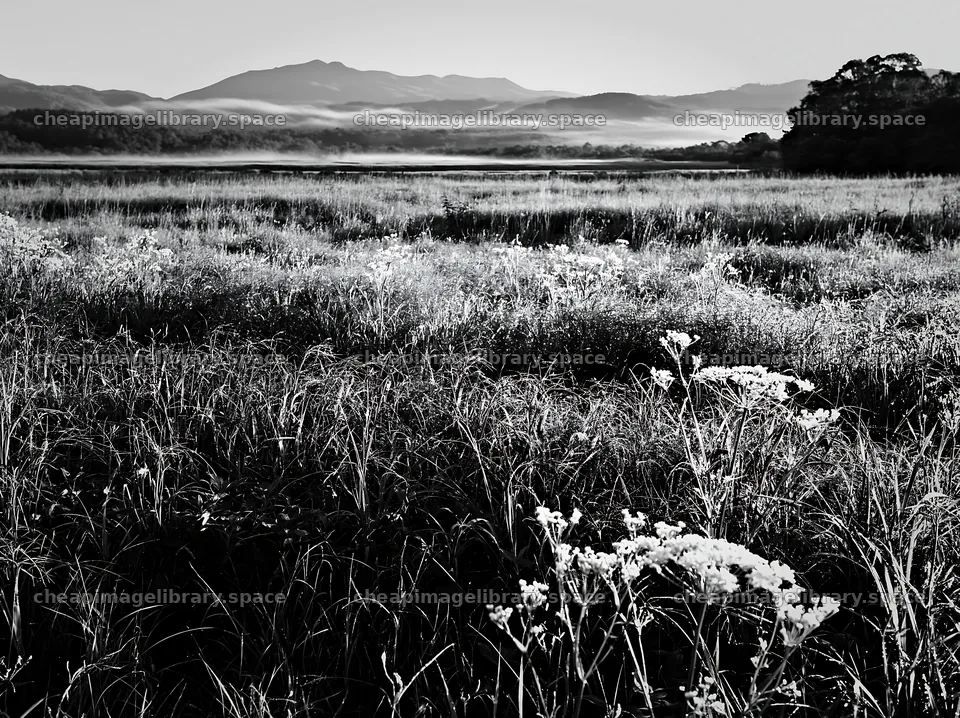 Expansive Hokkaido restoration meadow with dewdrops – image library 9174x6866
