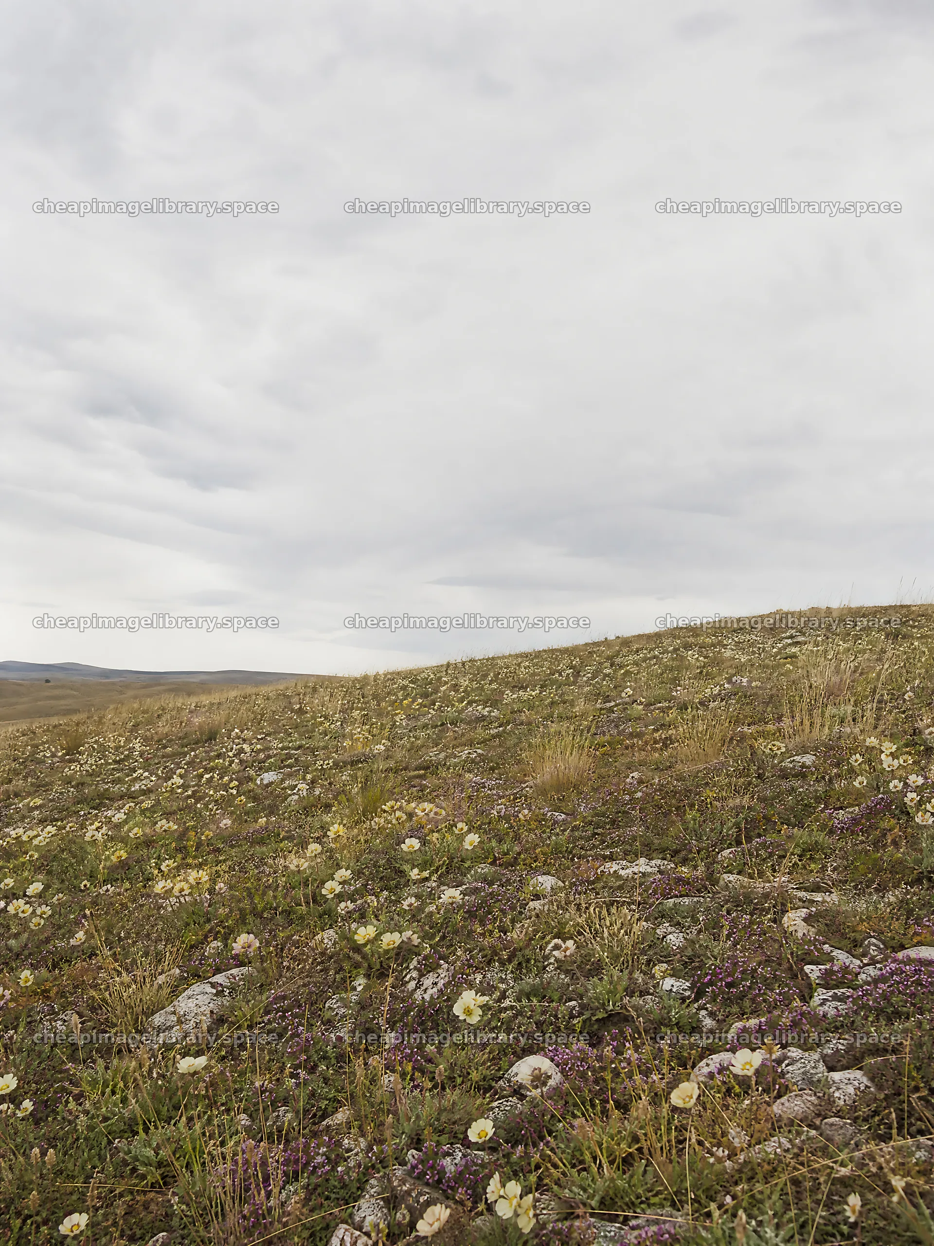 Cloudy dry flower meadow under overcast sky – image library 6874x9166