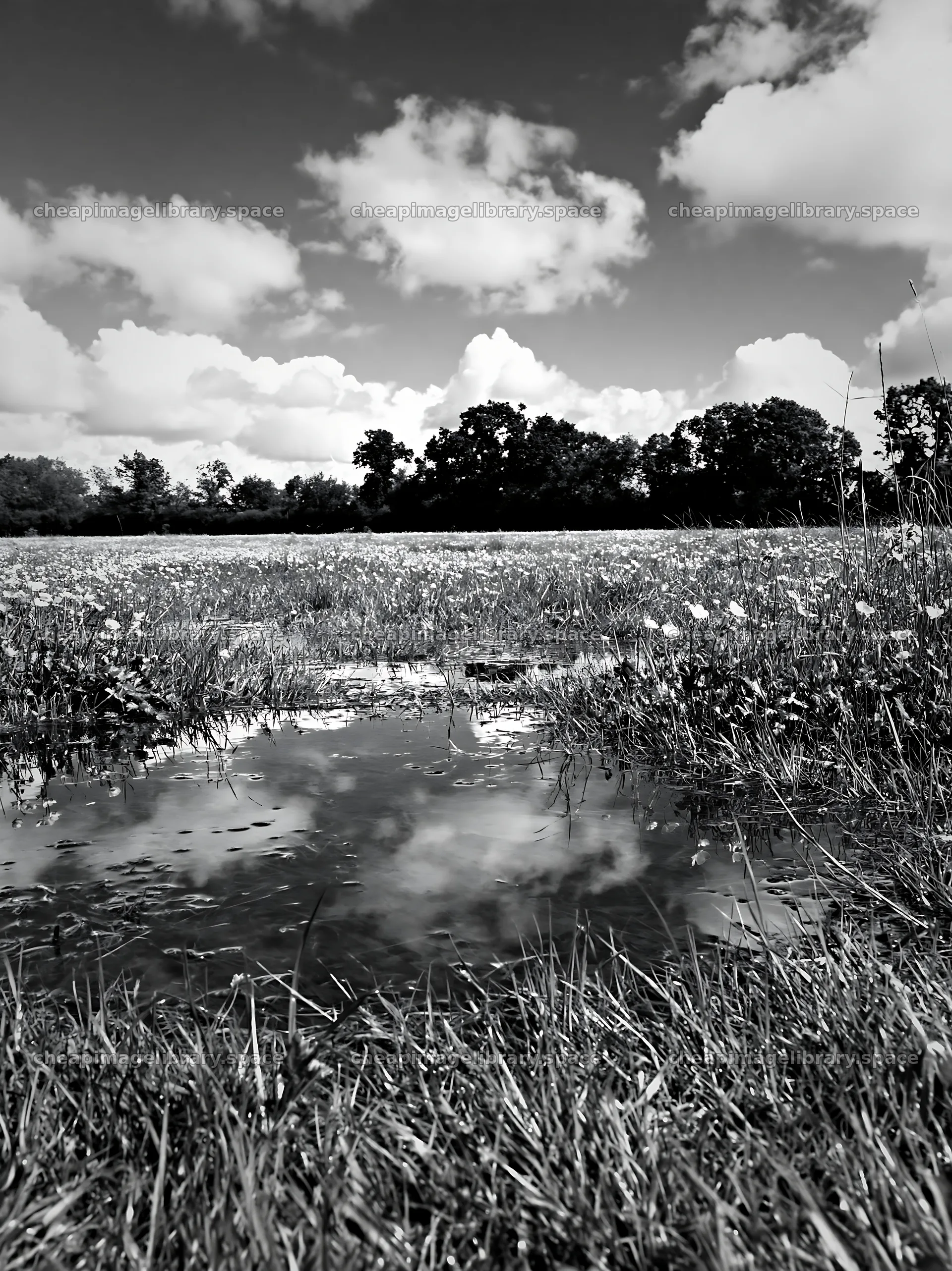 Colorful buttercup meadow with clouds and water reflection – image library 6866x9174