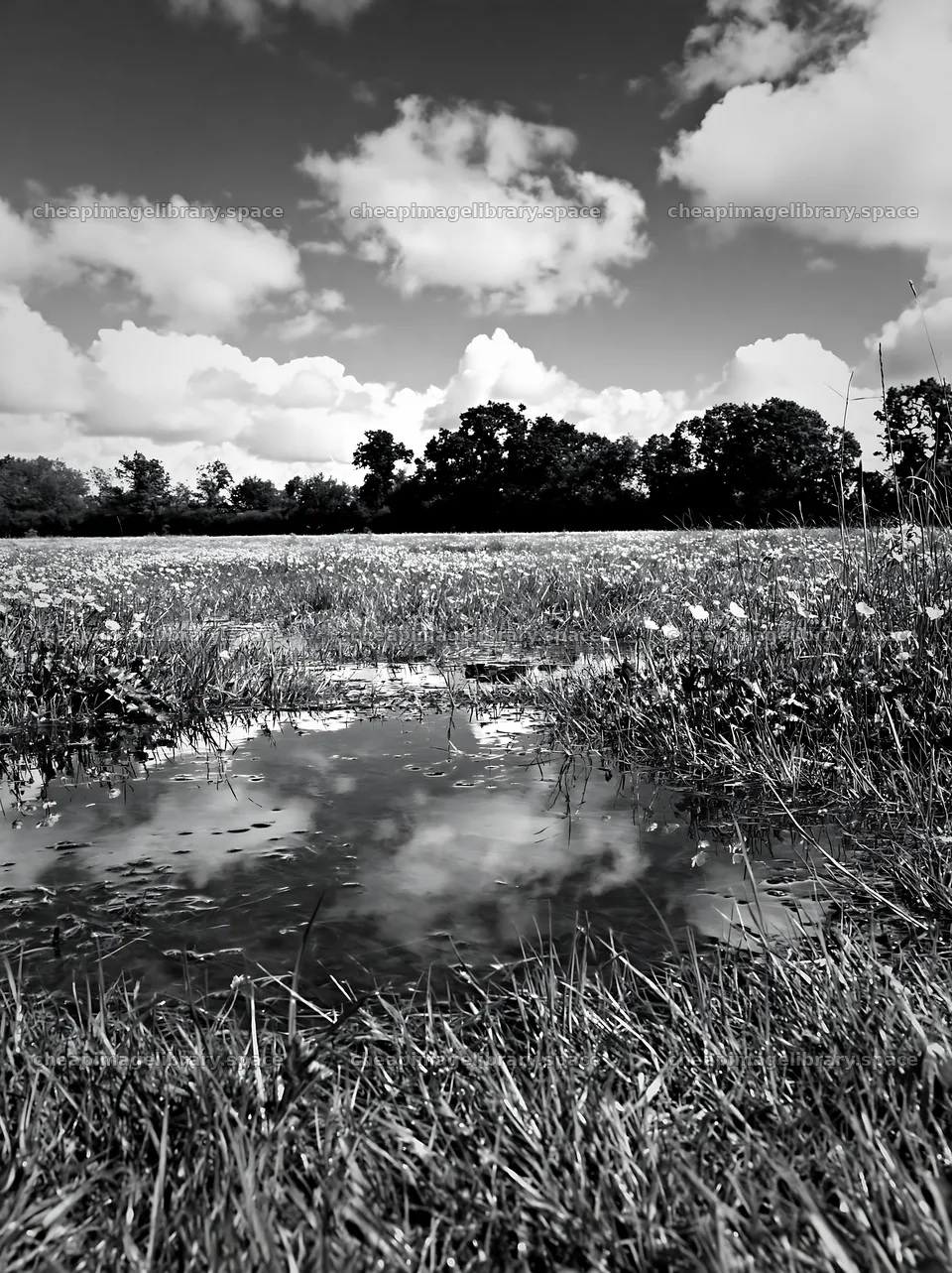 Colorful buttercup meadow with clouds and water reflection – image library 6866x9174
