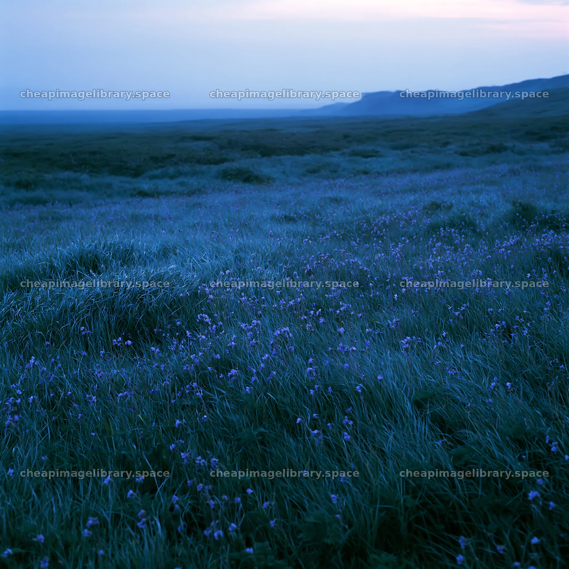 Akita snowmelt meadow with silver grasses during dusk – image library 7938x7938