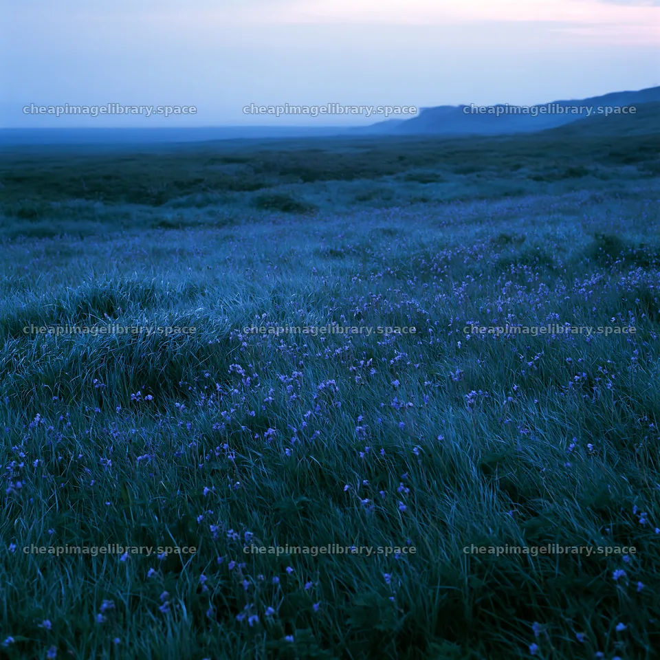 Akita snowmelt meadow with silver grasses during dusk – image library 7938x7938