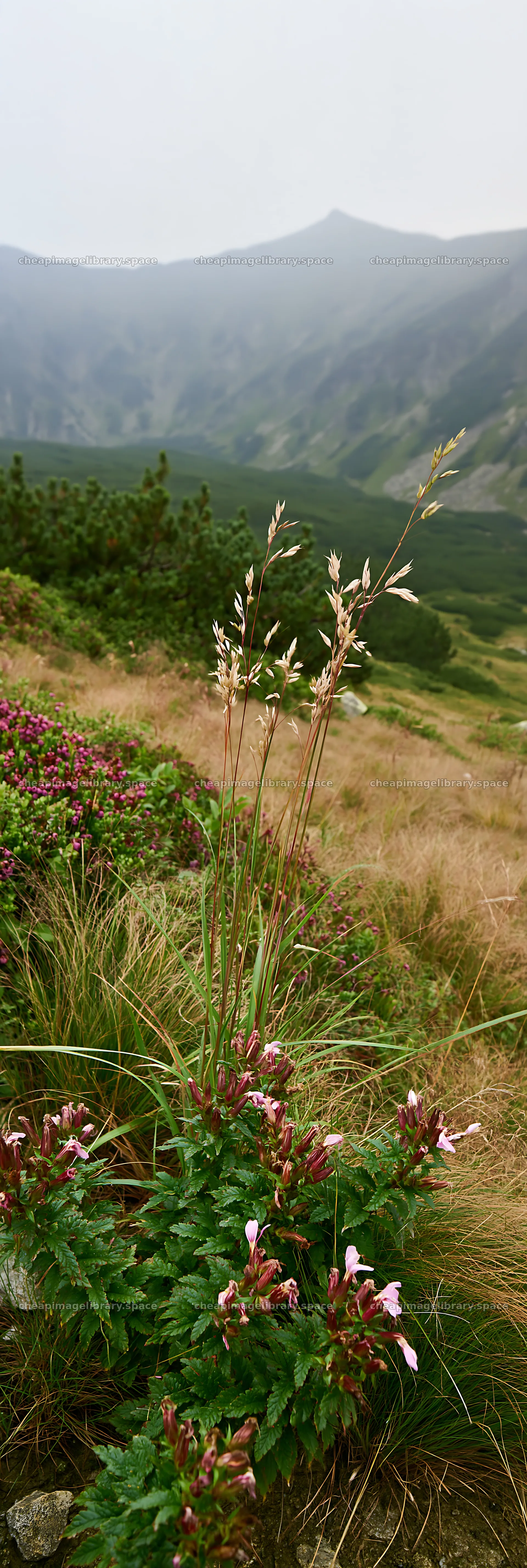 Dewy meadow with wildflowers in a mountainous landscape – image library 4602x13690