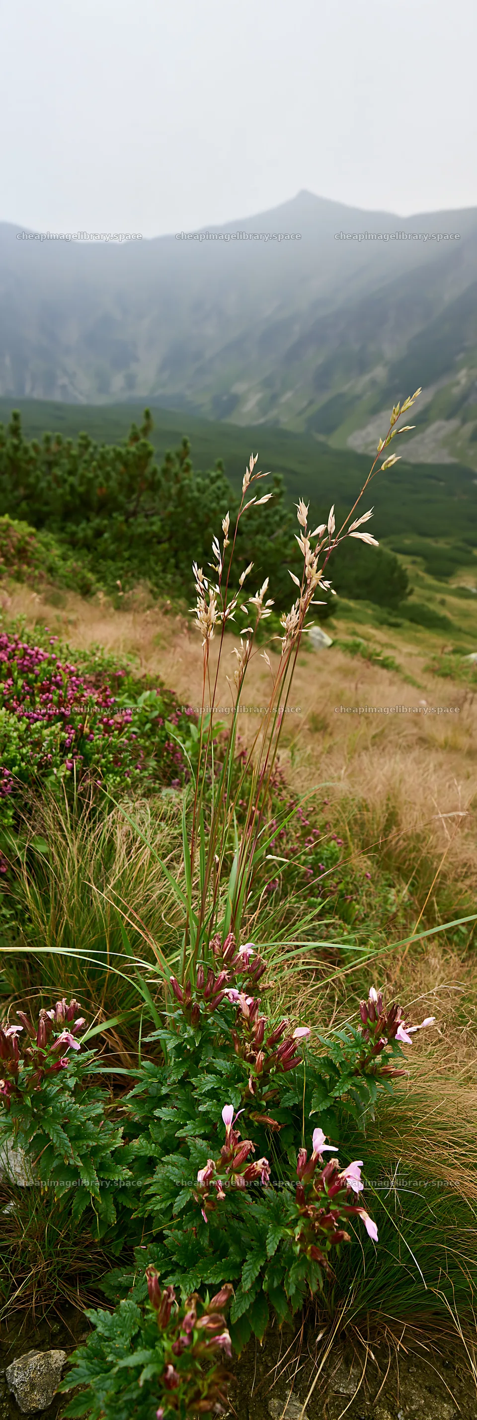 Dewy meadow with wildflowers in a mountainous landscape – image library 4602x13690