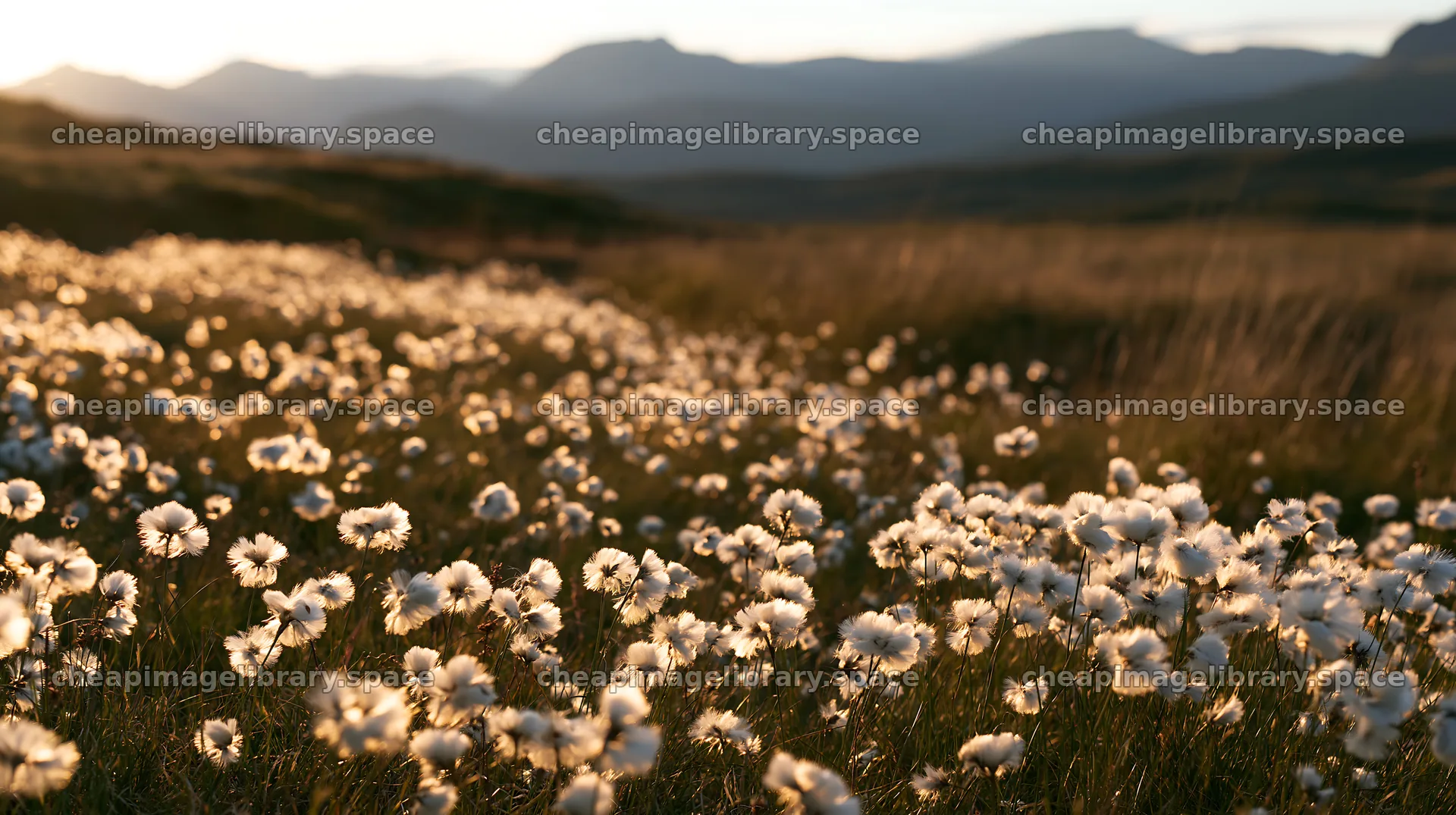 Cottongrass meadow glow at sunset with distant mountains – image library 10608x5938