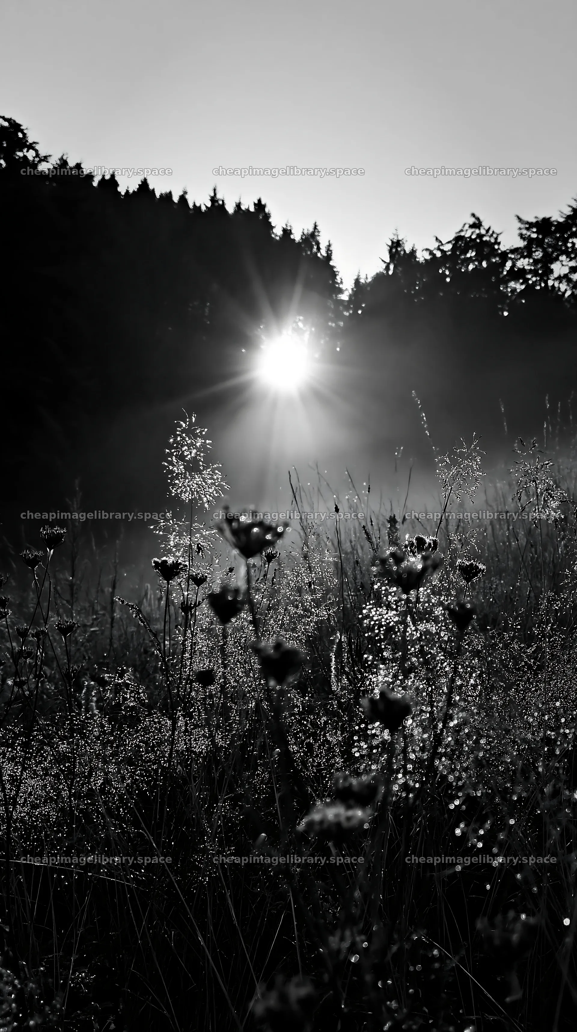 Meadow seedheads backlit at dusk – image library 5938x10608