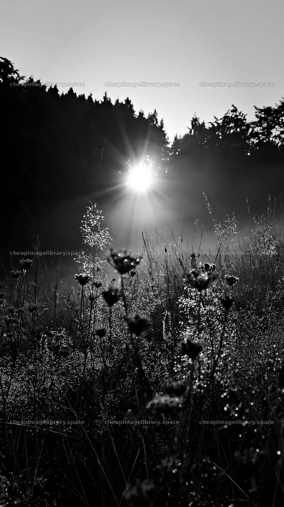 Meadow seedheads backlit at dusk – image library 5938x10608