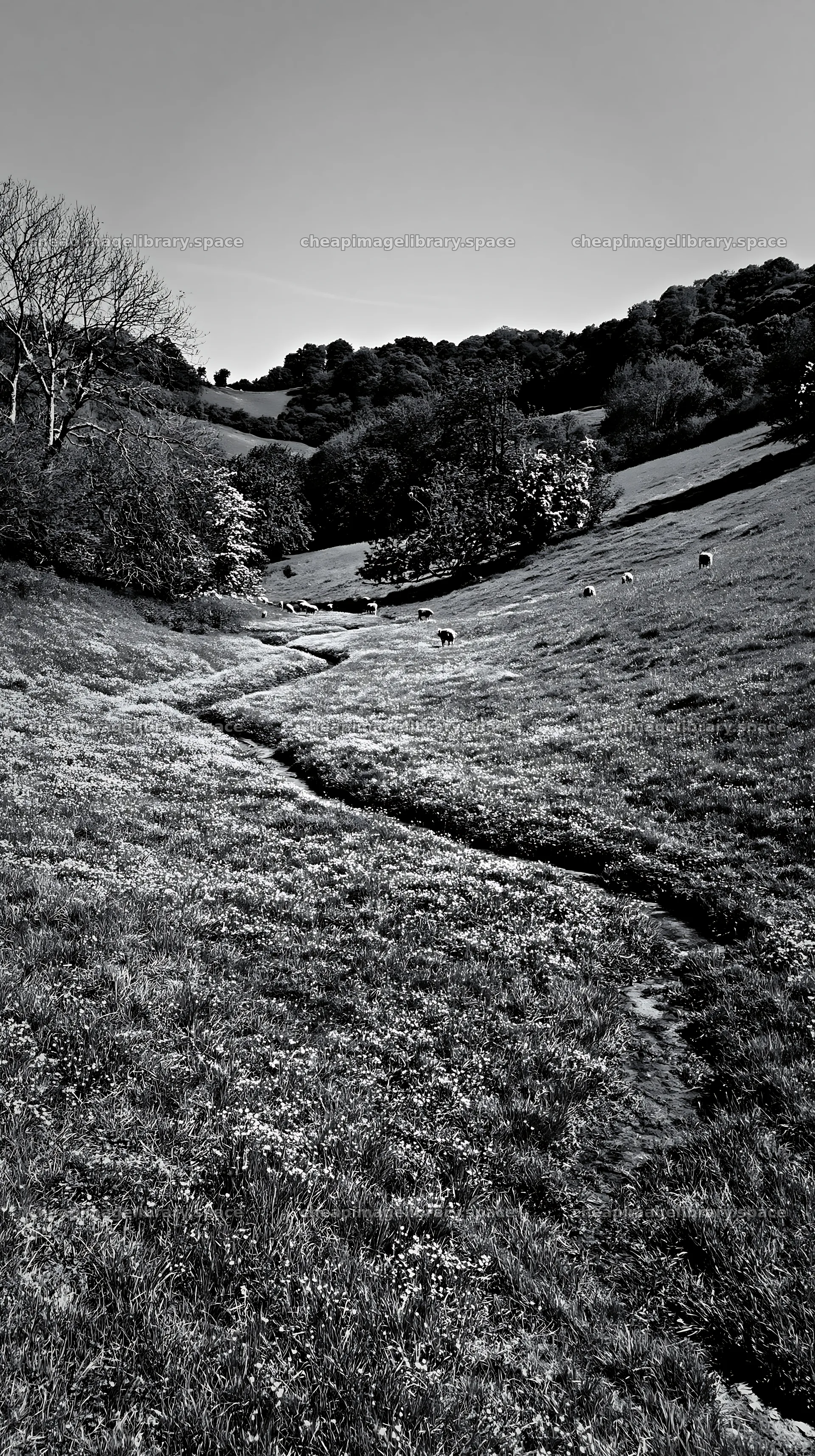 Buttercup meadow with green hills and grazing sheep – image library 5938x10608