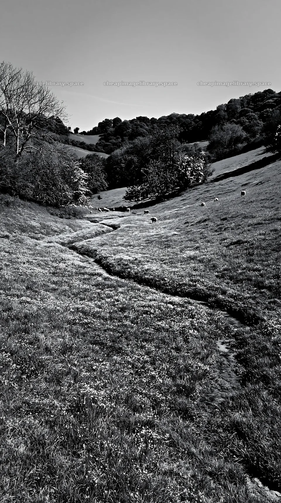 Buttercup meadow with green hills and grazing sheep – image library 5938x10608