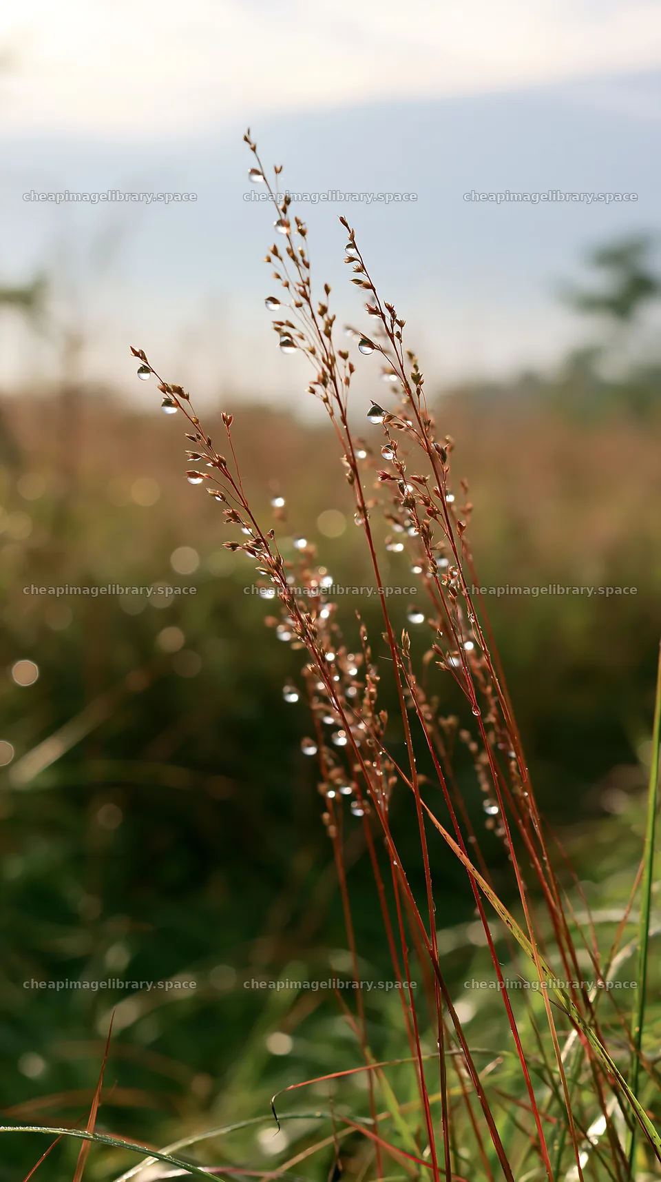 Fukui native grass meadow rain droplets create a natural scene – image library 5938x10608