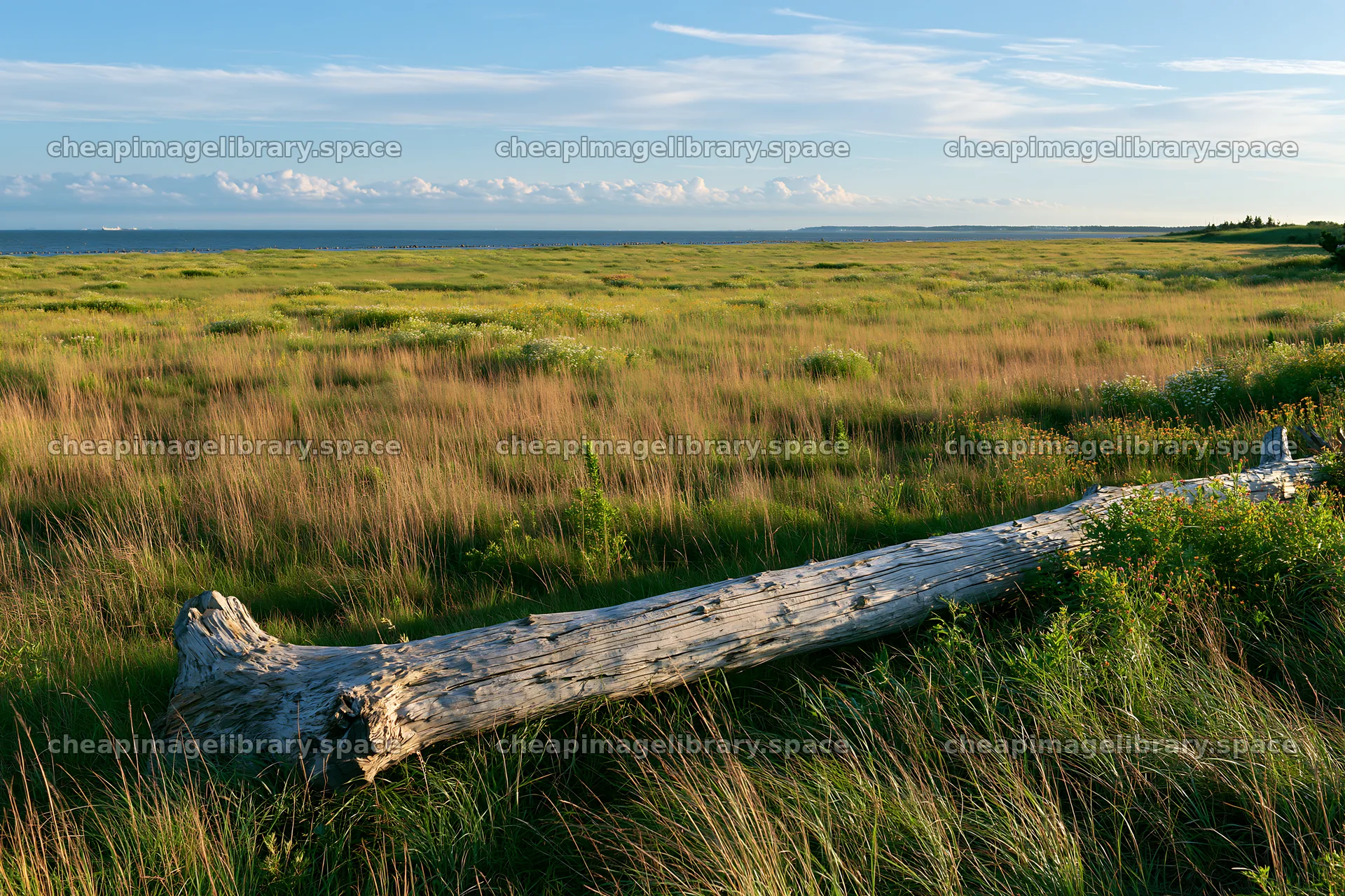 Chiba coastal climate meadow with driftwood foreground at sunset – image library 9722x6480