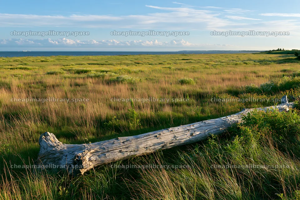 Chiba coastal climate meadow with driftwood foreground at sunset – image library 9722x6480