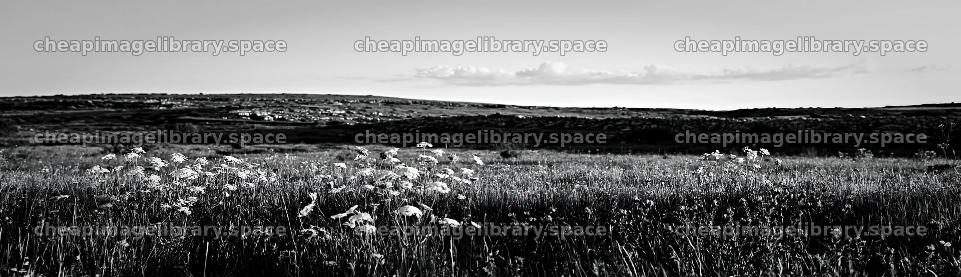 Regenerative meadow with wildflowers in open landscape – image library 14762x4268