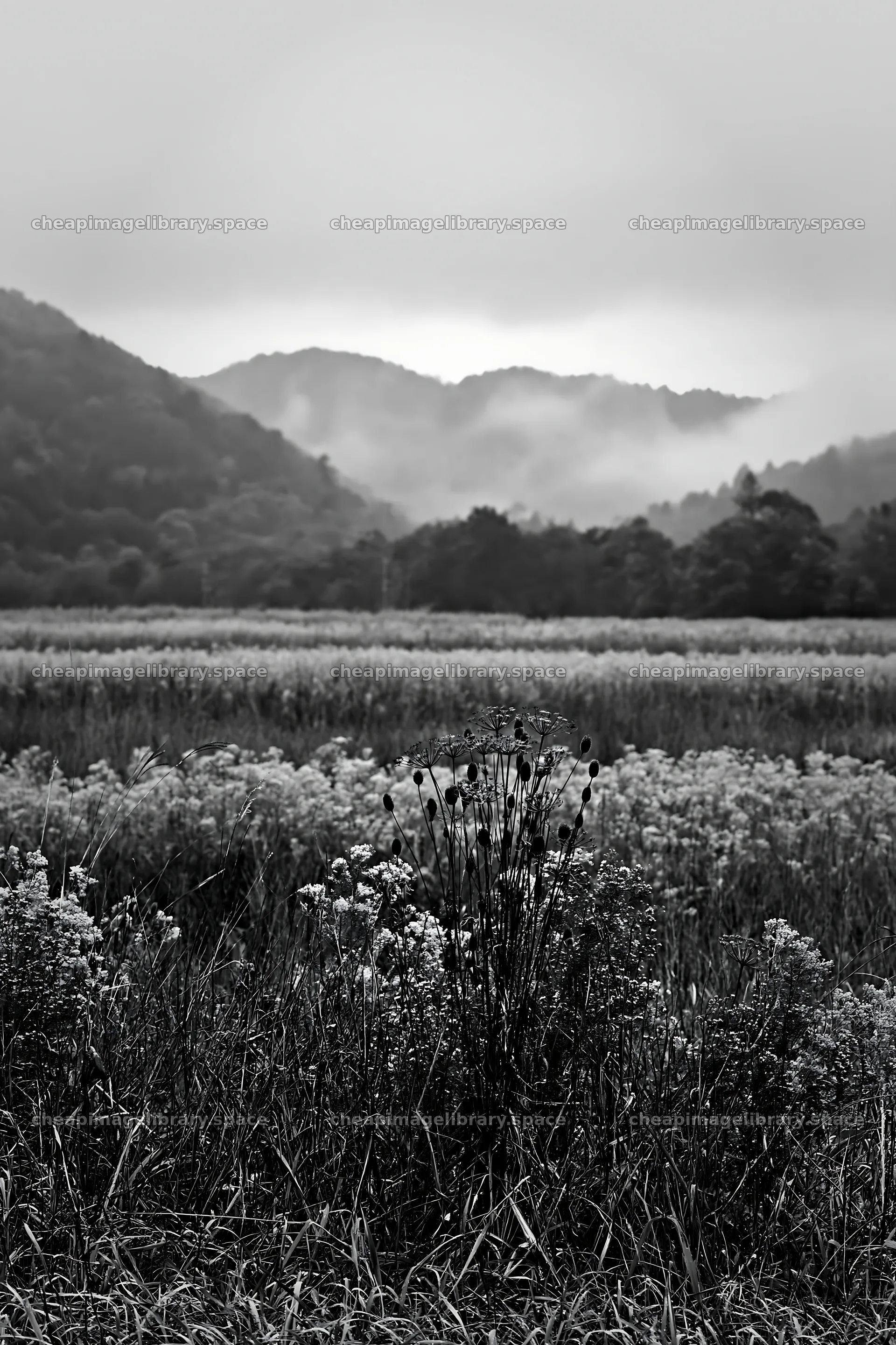 Golden meadow with seedheads in Okayama, Japan – image library 6480x9722