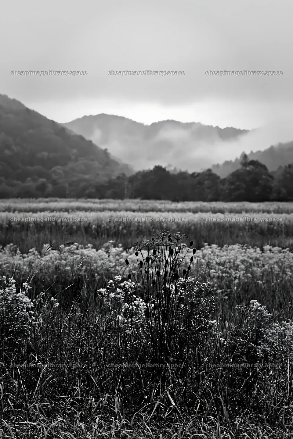 Golden meadow with seedheads in Okayama, Japan – image library 6480x9722
