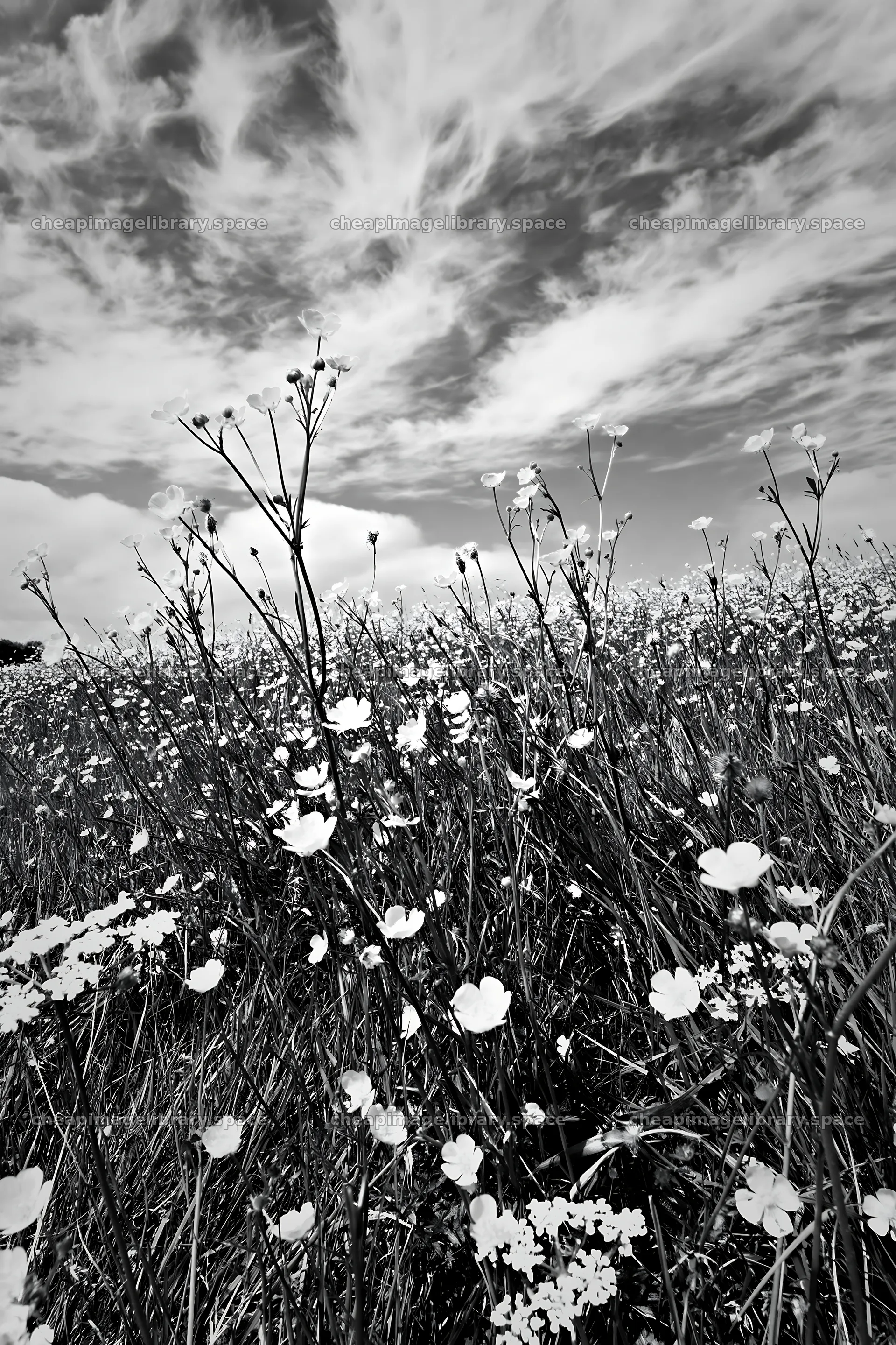 Yorkshire Dales buttercup hay meadow under cloudy sky – image library 6480x9722