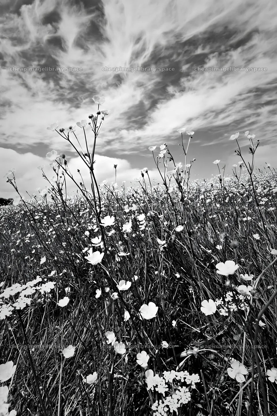 Yorkshire Dales buttercup hay meadow under cloudy sky – image library 6480x9722